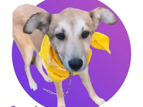 Cassie, n&eacute;e le 8 septembre 2025, taille adulte moyenne (16 kg environ), &agrave; l'adoption ! 300 28250 Senonches