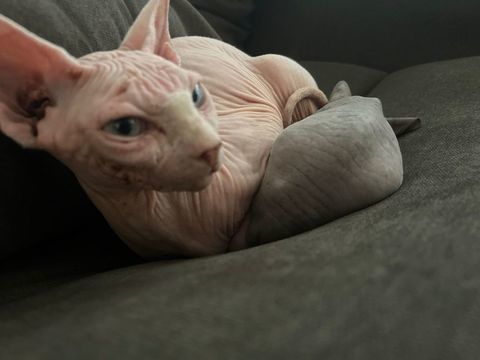 Don chat de race Sphynx  0 94370 Sucy-en-brie