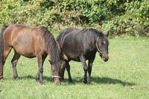 poneys B 1500 02290 Fontenoy