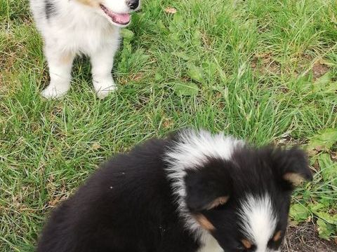 Chiots Berger australiens 900 33760 Romagne