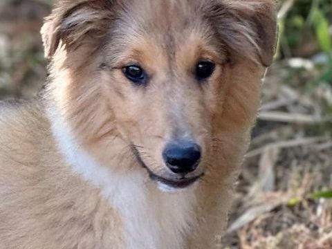 Chiots BERGER SHETLAND Disponibles 1400 01500 Ambronay