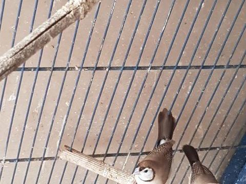 Diamant de bichenov 35 86000 Poitiers