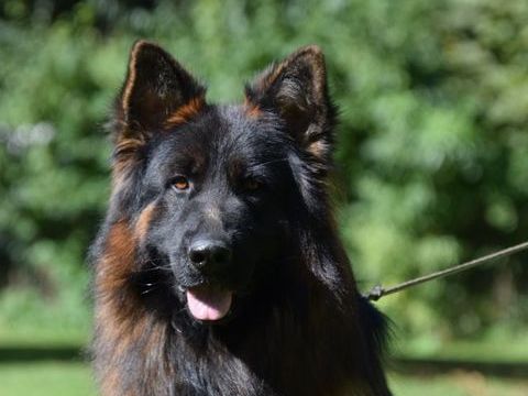 CHIOTS BERGER ALLEMAND LOF poils longs 1400 51370 Ormes