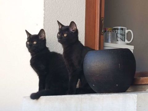 Don de Chaton Noir et Blanc (2 Restantes) 0 45200 Montargis