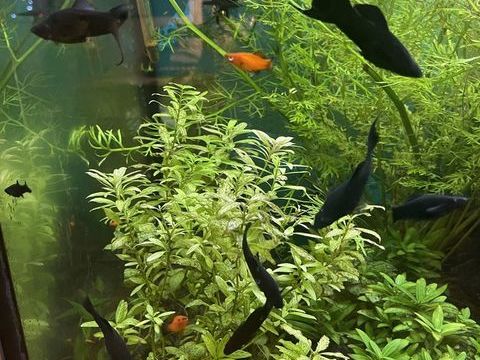 Poisson d'aquarium 1 60340 Saint-leu-d'esserent