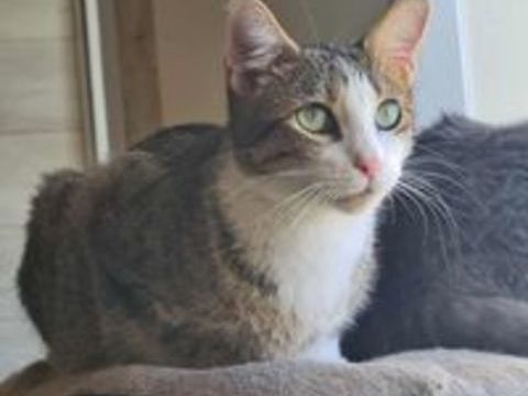 VEGAS FEMELLE TIGRE BLANC 1 AN 1/2 195 92260 Fontenay-aux-roses