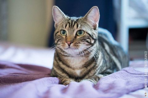 Fantasy, belle minette tigrée à adopter 190 91700 Sainte-genevive-des-bois