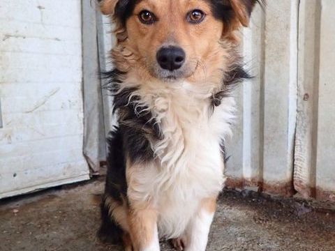 Helio &agrave; l'adoption 300 84000 Avignon