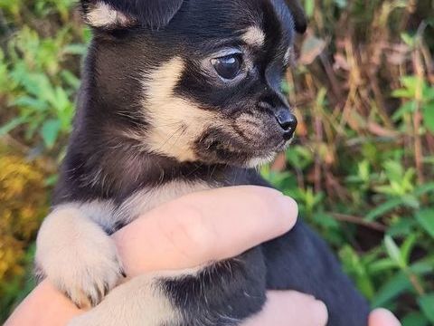 2 chihuahuas mâles à réserver 950 85580 Triaize