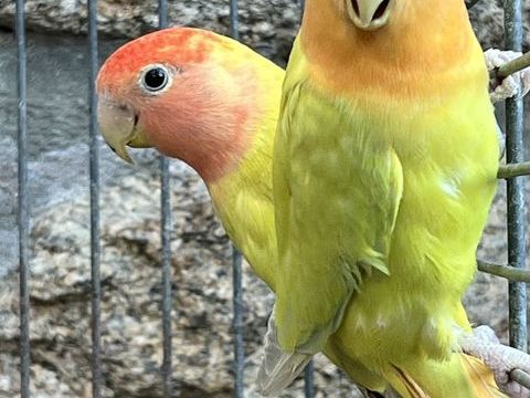 Couple Ins&eacute;parables Rosegorge opalines 50 22100 Calorguen