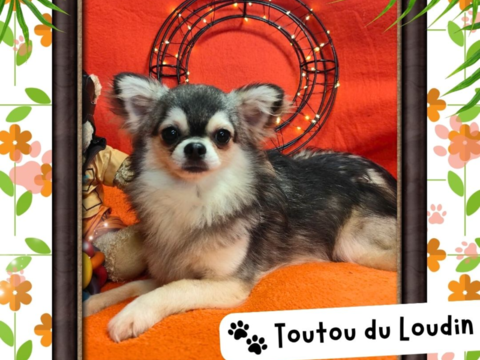 Chiot chihuahua m&acirc;le poils longs 600 18140 Pr�cy