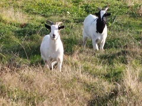 Deux ch&egrave;vres naines 80 64130 Charritte-de-bas