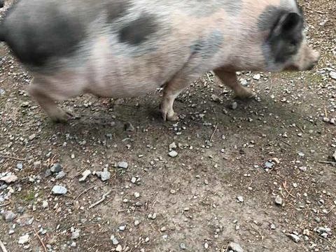 MOUILLETTE, magnifique cochon Vietnamien à l'adoption 40 44119 Treillires