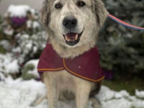 Sveska Jolie femelle crois&eacute;e de 5/6 ans 260 59300 Aulnoy-lez-valenciennes