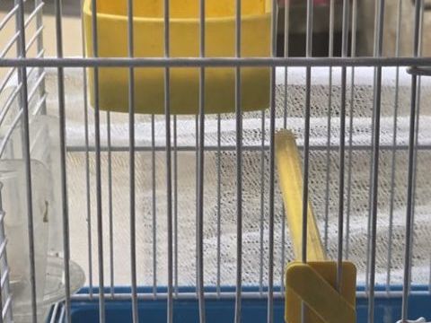 Roselin familier du Mexique 40 33800 Bordeaux