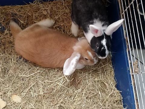 Lapin nain 30 02300 Chauny