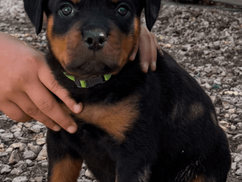 Chiot rottweiler lof 1500 83390 Puget-ville