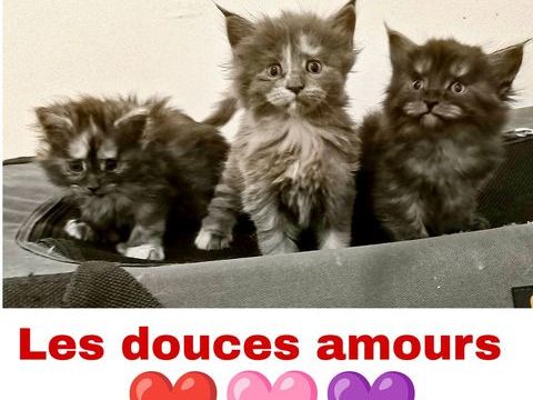 Maine coon polydactyle LOOF 1700 77460 Souppes-sur-loing