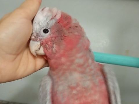 Jeunes Perroquets Cacatoès Rosalbin 1000 47430 Caumont-sur-garonne