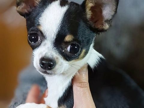 Chiots chihuahua mâles et femelles LOF et non LOF 900 89160 Ancy-le-franc