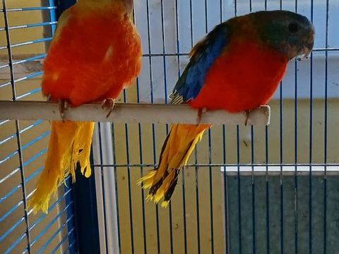 Un jeune couple de turquoisine 2025 90 63190 Lezoux