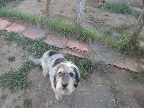 Donne chienne de chasse GBG LOF 0 63470 Verneugheol
