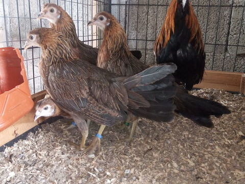 Poules de race Javanaise 12 25500 Les fins