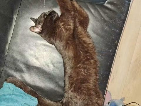 J ai perdu mon chat noir 0 69510 Messimy