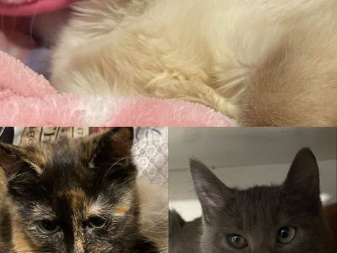 Chatons 150 69150 D�cines-charpieu