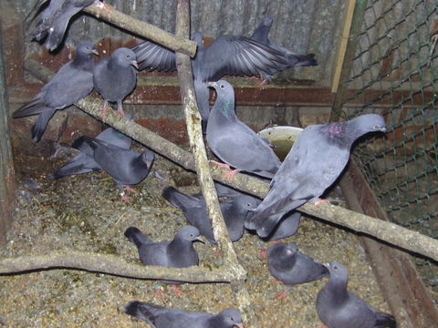 pigeon bleu de gascogne pur race 10 80170 Vrly