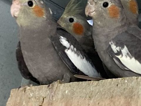 Bébé Calopsite ne au mois d'août 2025 30 35600 Redon