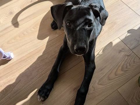Mimi, 3 mois,&agrave; adopter d&eacute;partement 92 220 92120 Montrouge