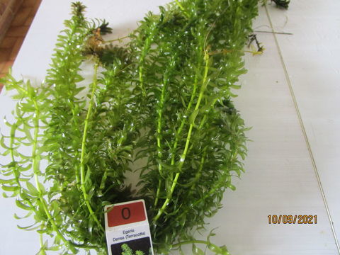 plante d'aquarium EGERIA DENSA 5 77600 Chanteloup-en-brie