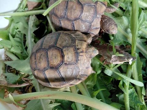 Tortue ? 1 76610 Le havre