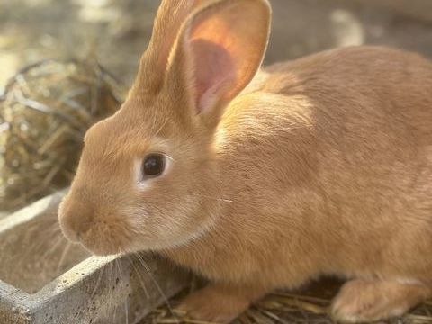 Lapine g&eacute;ant des Flandresx fauve de bourgognex g&eacute;ant papil'o 60 83440 Fayence