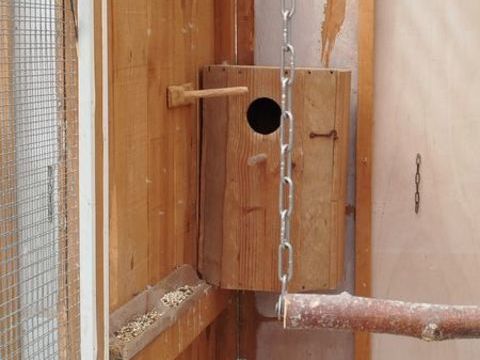 Perruche Tete de prune 220 33820 Braud-et-saint-louis