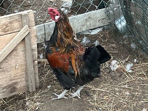 Coq 15 42320 La grand-croix