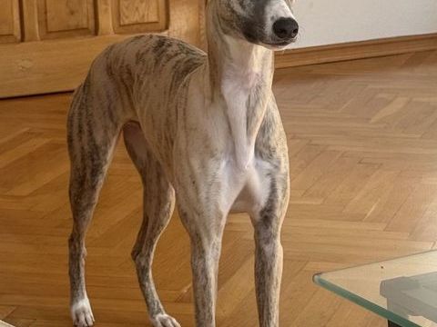 Krysys est &agrave; l'adoption! 0 34000 Montpellier