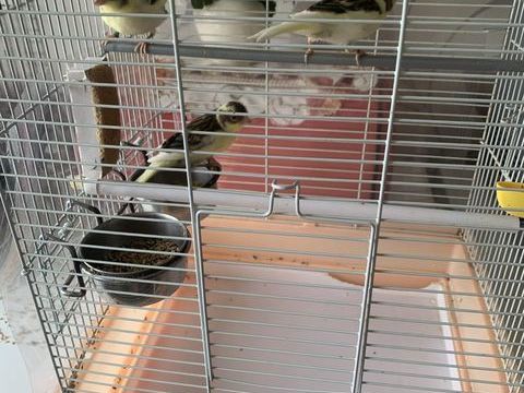 Canari 15 62570 Wizernes