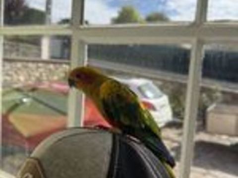   Femelle conure soleil eam 2026 