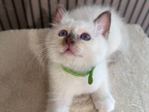 Magnifique chaton sacr&eacute; de Birmanie LOOF  1050 93800 Épinay-sur-seine