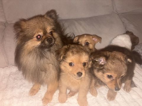 Dons Chiot spitz 0 38120 Saint-grve