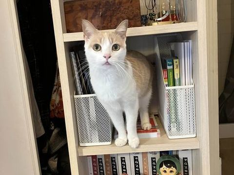 Maya 80 44000 Nantes