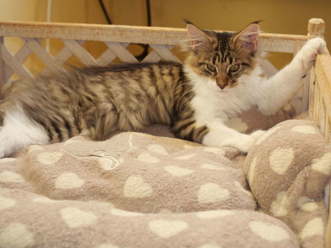 Attila, jeune chaton mâle né le 21/05/2025 1200 37130 Langeais