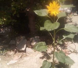  Appartement � louer 2 pi�ces 35 m�