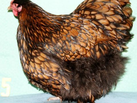 poules ORPINGTON Fauve &agrave; lis&eacute;r&eacute;s noirs
08090 Montcy-notre-dame