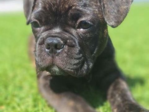 Chiots Bouledogue Fran&ccedil;ais 900 22600 Saint-caradec