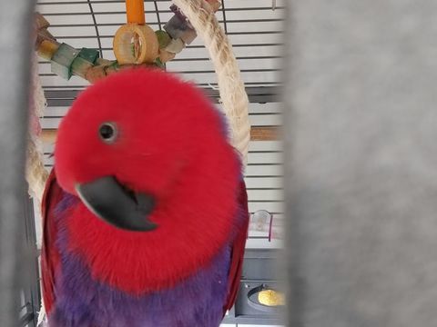 Perroquet Eclectus 800 93160 Noisy-le-grand