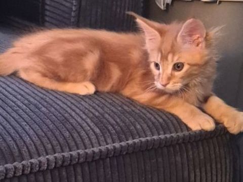 Maine coon 980 78980 Saint-illiers-le-bois