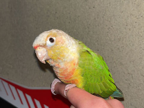 Conure eam 180 80290 Poix-de-picardie